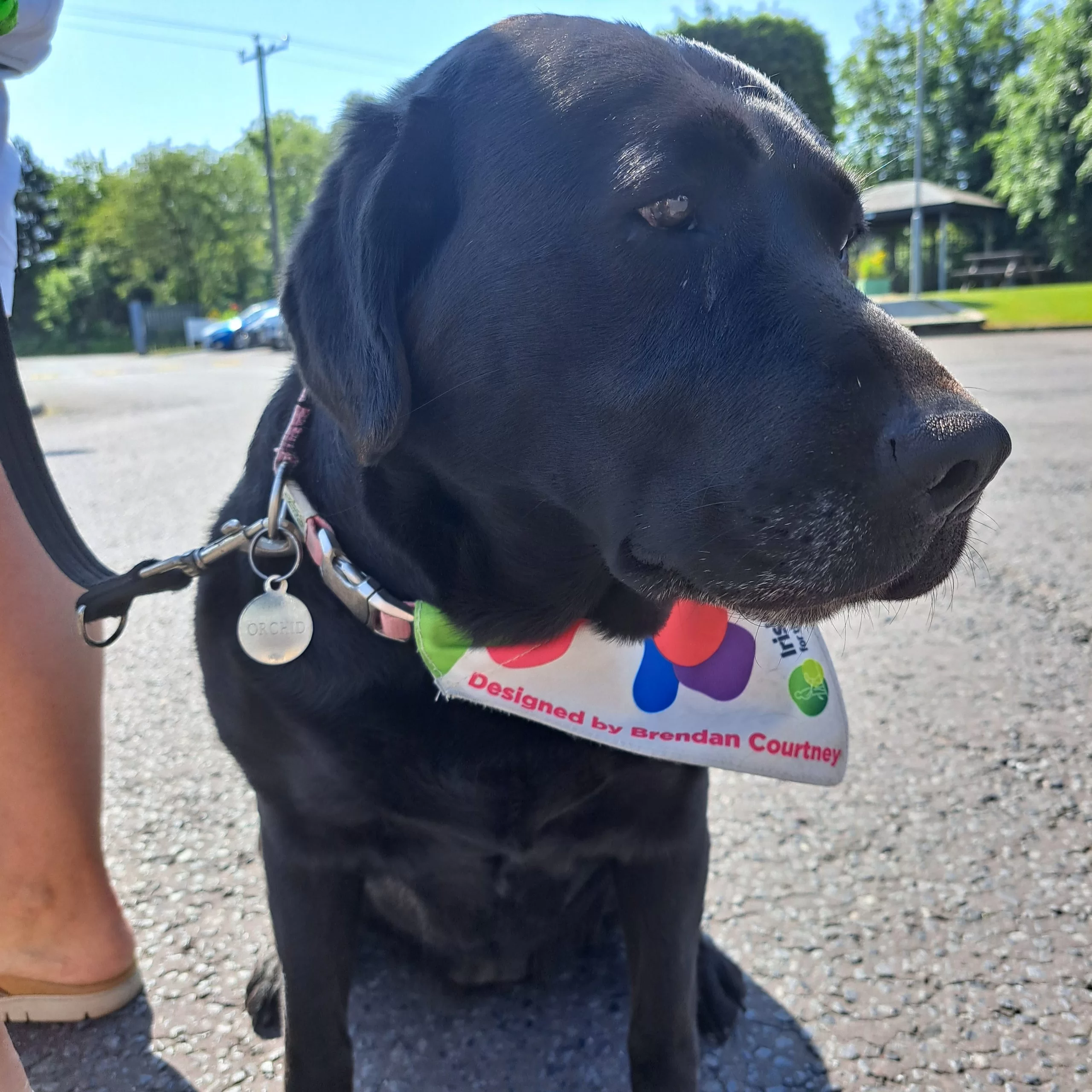 Irish Guide Dogs at ESI Technologies Ltd